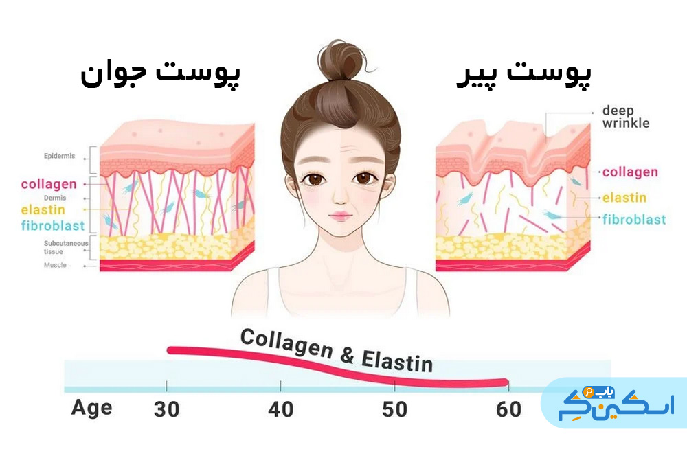 تأثیر الاستاز بر پیری پوست