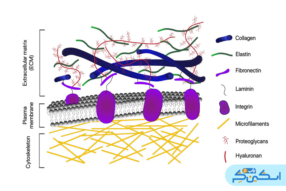 اجزای ماتریکس خارج سلولی