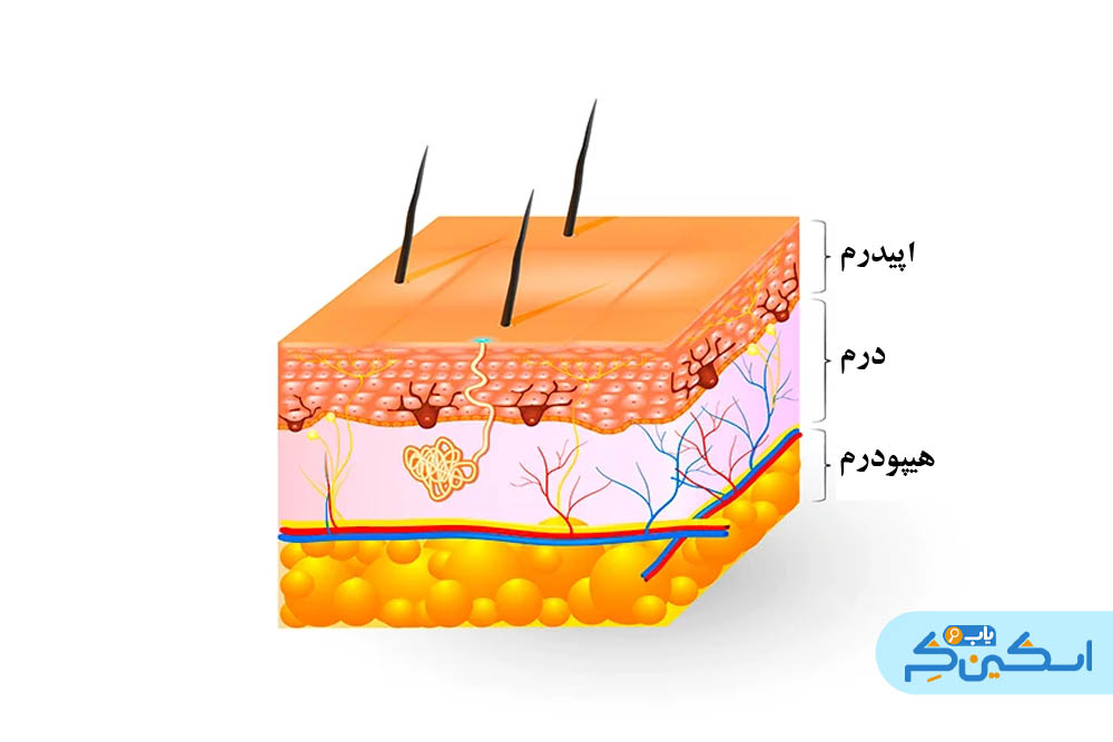 انواع لایه‌های پوست