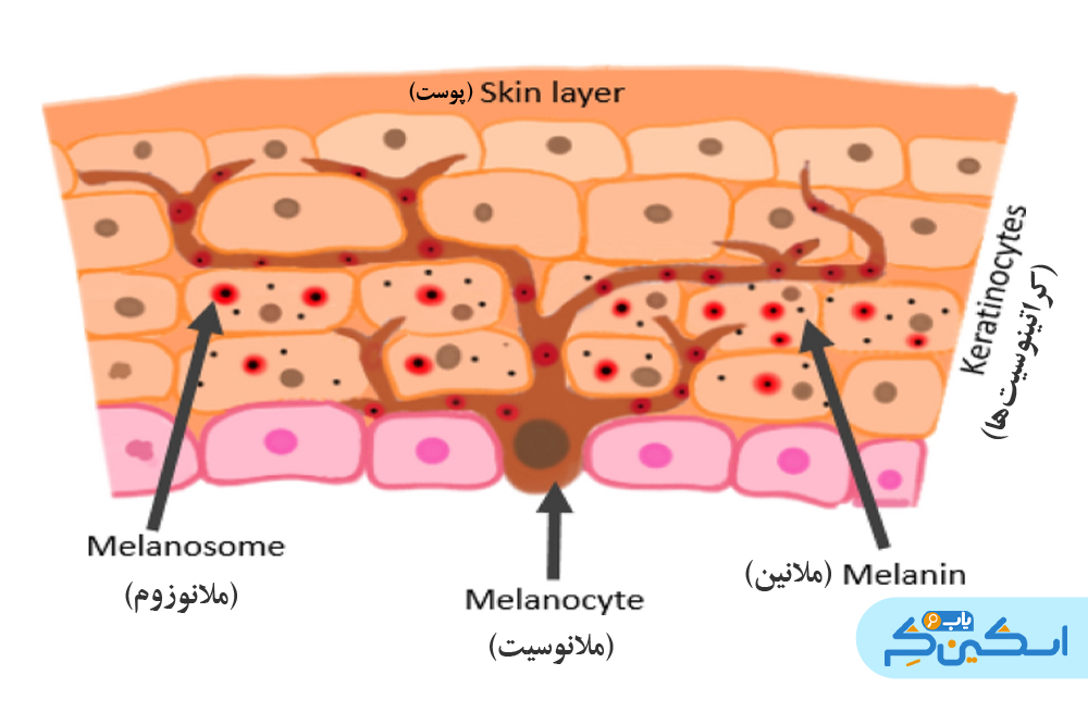 ملانین چگونه در ملانوسیت تولید می شود