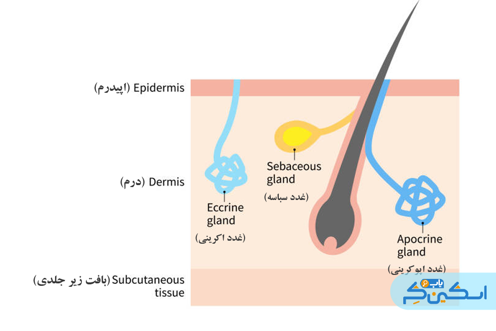غدد آپوکرینی و اکرینی