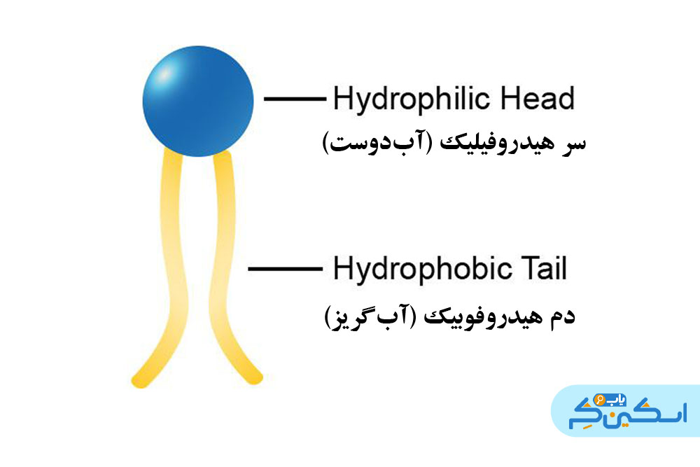 ساختار فسفولیپیدها