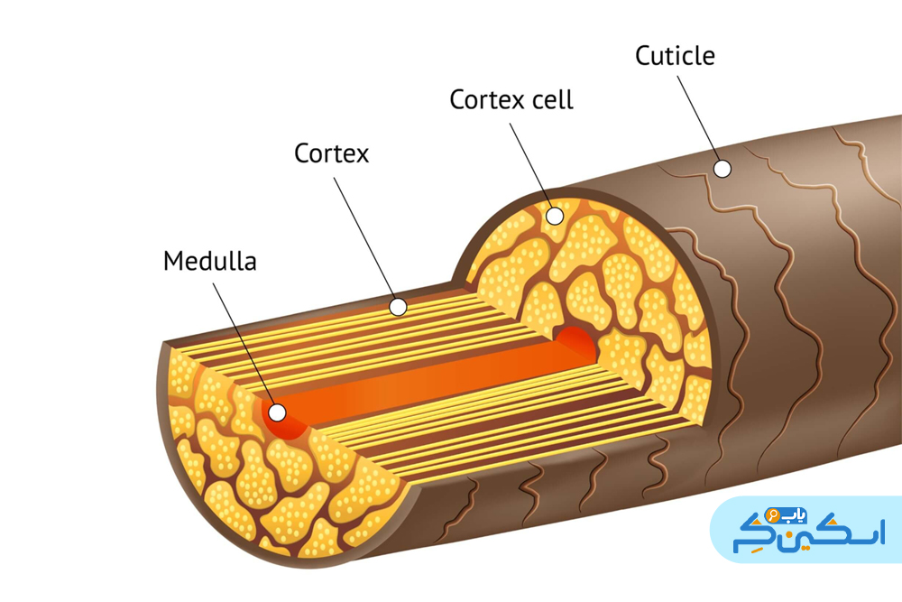 ساختمان مو: کوتیکول، کورتکس، مدولا
