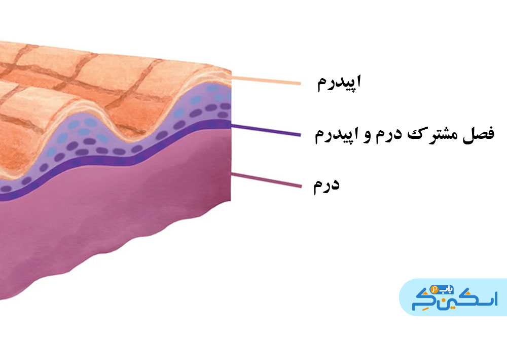فصل مشترک درم و اپیدرم یا DEJ