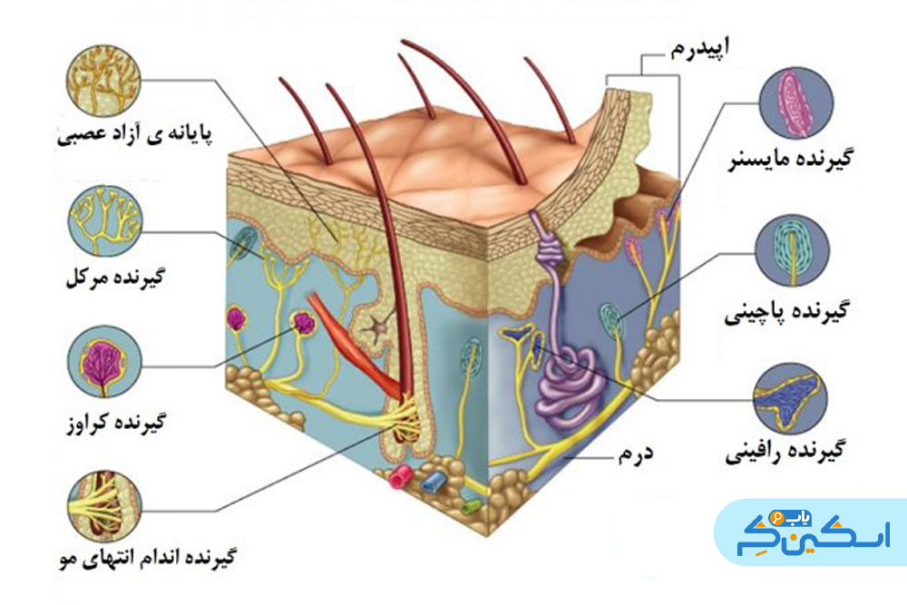 گیرنده‌های حسی پوستی