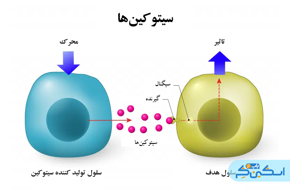 سیتوکین‌ها چگونه کار می‌کنند؟